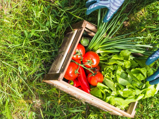 Houten kist met verse biologische groenten op groen gras