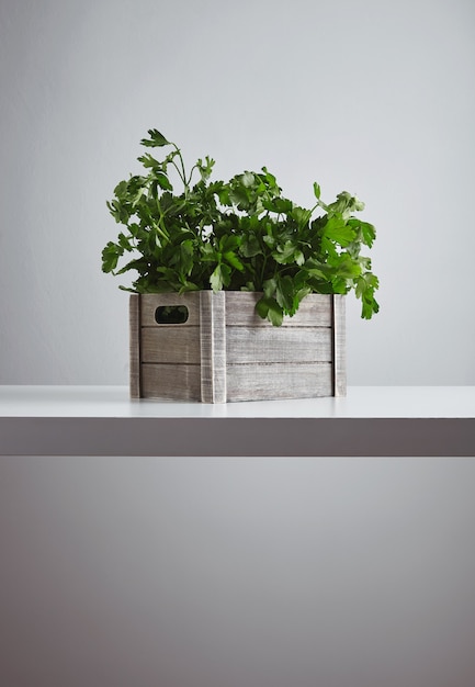 Gratis foto houten kist met verse groene peterselie en koriander geïsoleerd op wit tafel zijaanzicht