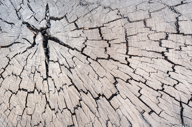Houten lariks textuur van gesneden boomstam, close-up. Stomp hout.