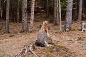 Gratis foto houten stronk bij nat bos in de karpaten