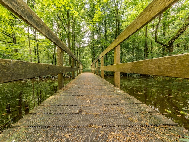 Houten traject boven het water met groene bomen in de verte in het bos