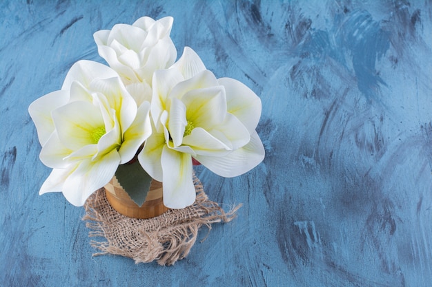 Houten vaas met witte magnolia bloemen op blauw.