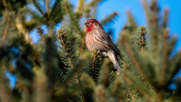 Huis Finch