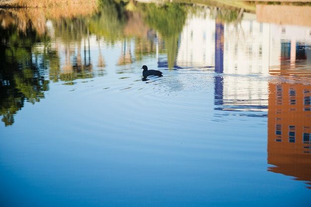 Huizenbezinning over water met eend