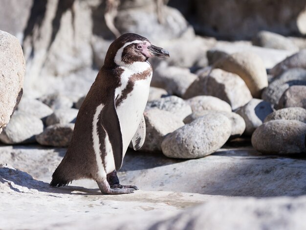 Humboldt-pinguïn op stenen