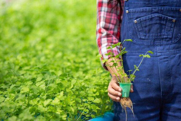 Hydrocultuursysteem, groenten en kruiden planten zonder de bodem te gebruiken voor de gezondheid