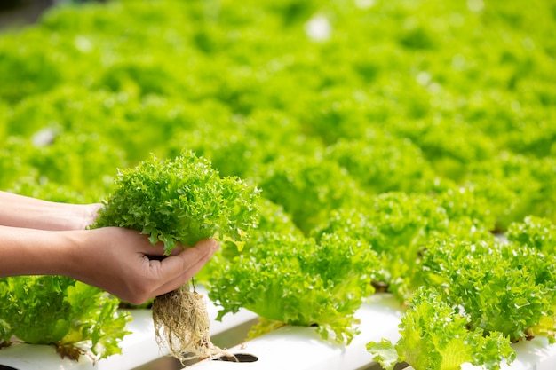 Hydrocultuursysteem, groenten en kruiden planten zonder de bodem te gebruiken voor de gezondheid