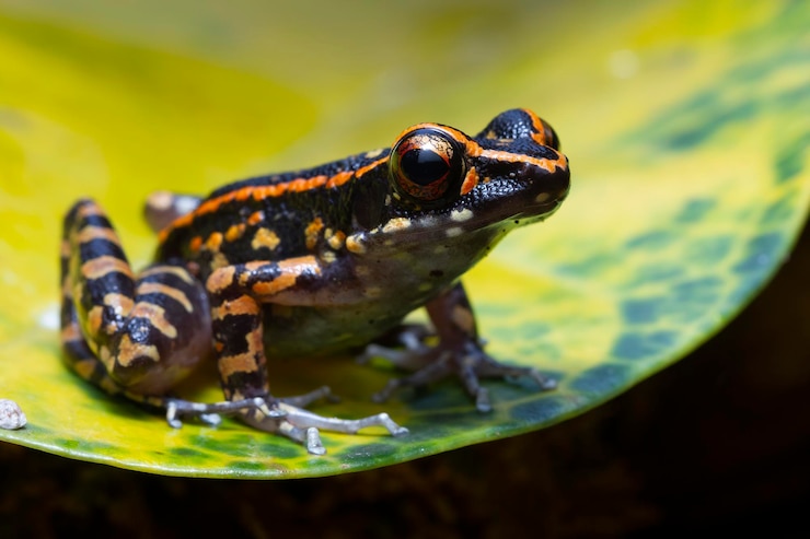 Gratis Foto hylarana picturata kikker close-up op gele bladeren