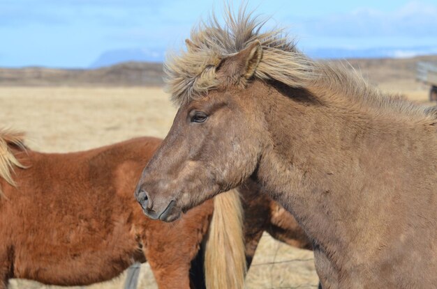 IJslands paard met zijn spie die rechtop staat.