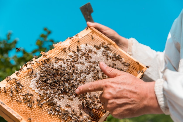 Imker die bijenkorven met honing houdt. Hoge kwaliteit foto