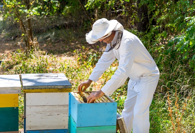 Imker verzamelt honing bij bijenstal. man gekleed in beschermend wit uniform. zomer tuin achtergrond.