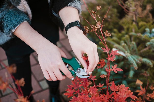 Gratis foto in orde maken van planten