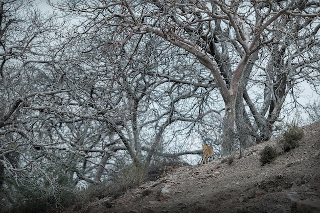 Indiase luipaard in de natuurhabitat Luipaard rustend op de rots Wildlife scene met gevaardier