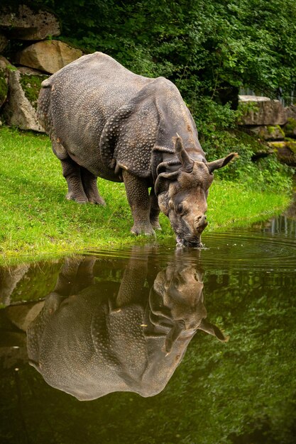 Gratis foto indische neushoorn in de prachtige natuur uitziende habitat een gehoornde neushoorn bedreigde soort de grootste soort neushoorn op aarde