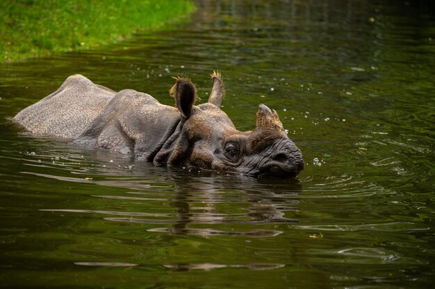 Indische neushoorn in de prachtige natuur uitziende habitat Een gehoornde neushoorn Bedreigde soort De grootste soort neushoorn op aarde