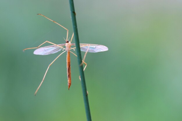 &quot;Insect on twig&quot;