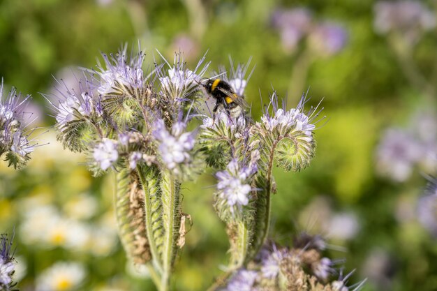 Insect op de bloemen in het veld overdag