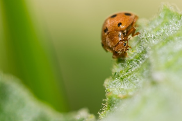 insect op een groen blad