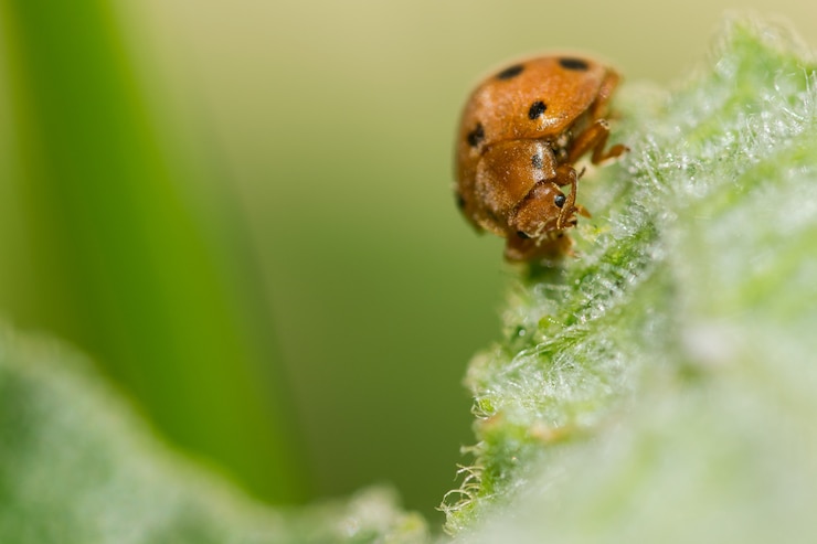 Gratis Foto insect op een groen blad