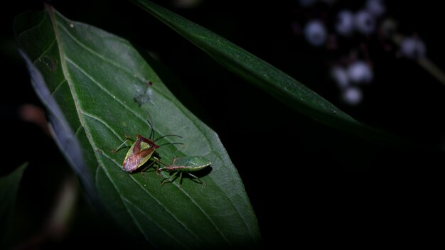 insecten op een groen blad