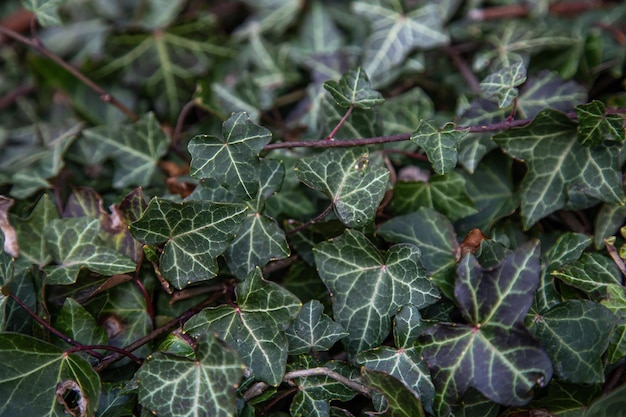 Ivy textuur klimmen klimop close-up natuurlijke achtergrond