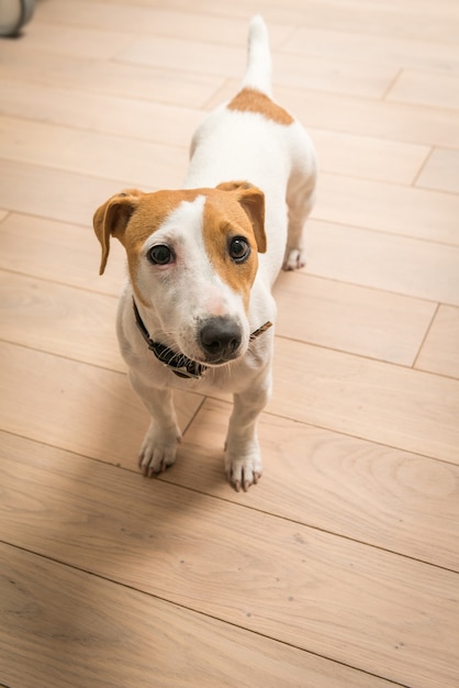 Jack Russell Terrier thuis