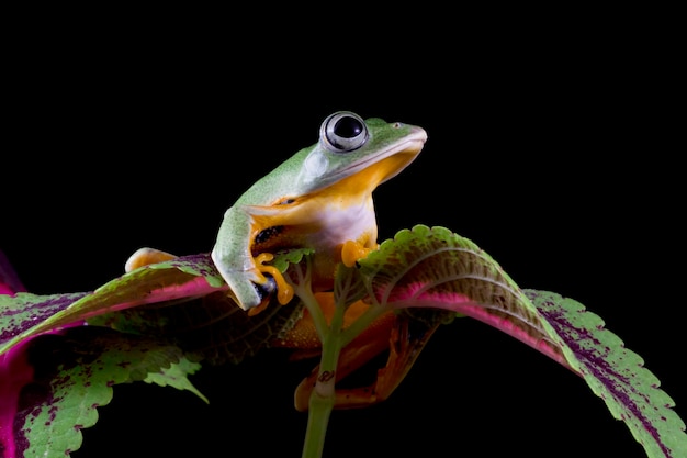 Javaanse boomkikker close-up op groene bladeren