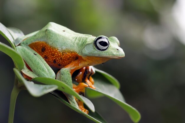 Javaanse boomkikker close-up op groene bladeren