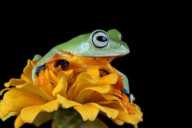 Javaanse boomkikker vooraanzicht op gele bloem