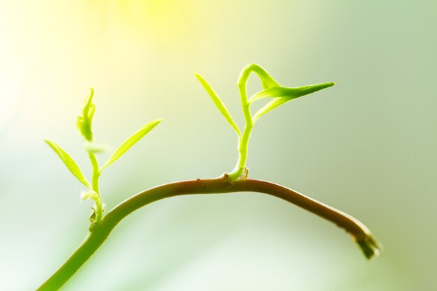 Jonge Babyplant of Bloemkruit die uit de tak groeit. Begrip van nieuw leven, beginnend. Close-up Met Copy Space.