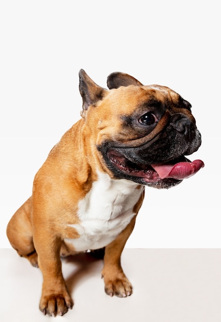 Jonge Franse Bulldog poseren