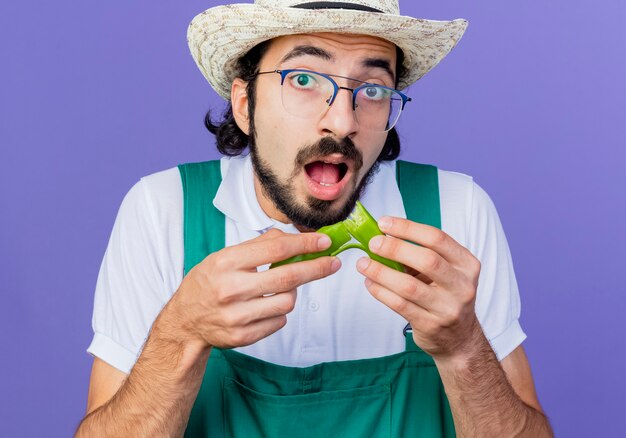 Jonge, gebaarde tuinmanmens die jumpsuit en hoed draagt die helften van groene hete Spaanse peperpeper houdt die voorzijde verrast status over blauwe muur bekijkt