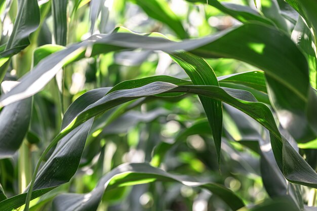 Jonge groene maïs groeien op het veld, achtergrond. Textuur van jonge planten van maïs, groene achtergrond.