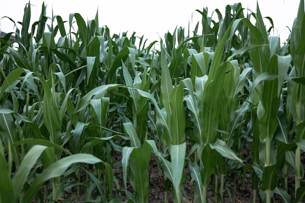 Jonge groene maïs groeit op het veld, achtergrond. Textuur van jonge planten van maïs, groene achtergrond.