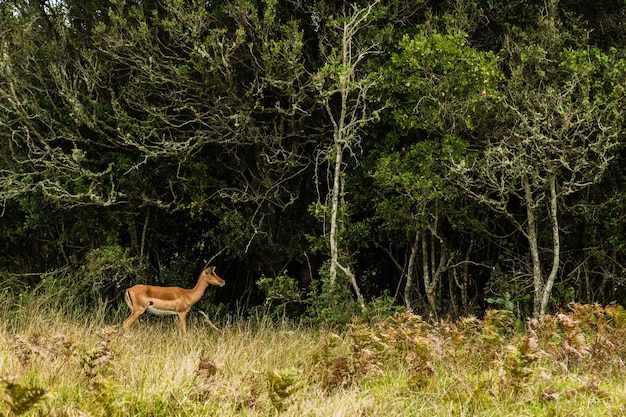 Jonge herten rennen naar de bomen op een open grasveld