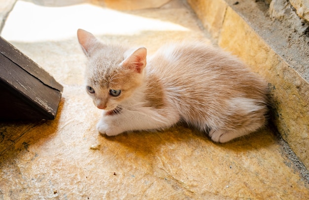 Gratis foto jonge kat voelt zich bang en alleen op een betonnen vloer