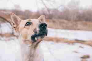 Gratis foto jonge pedigreedhond op gang