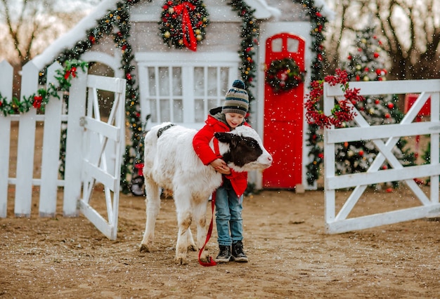 Jonge schattige jongen in rode winterjas poseren met kleine stier op kerstboerderij.