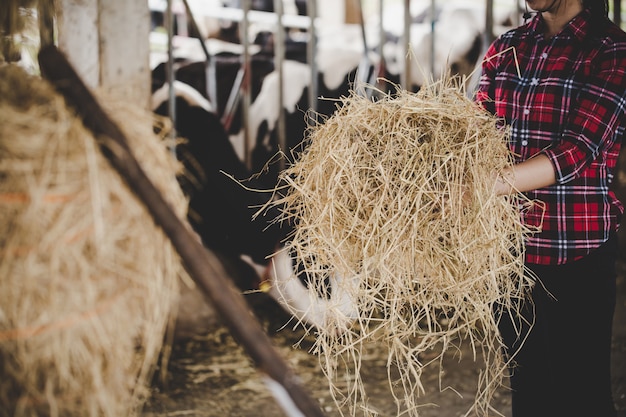 Jonge vrouw die met hooi voor koeien op melkveehouderij werkt