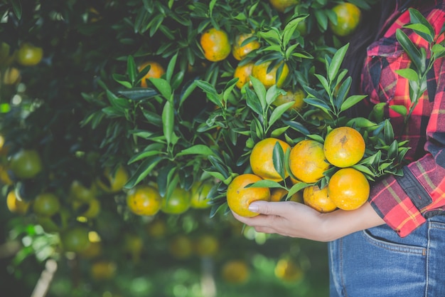 Jonge vrouw in de sinaasappel van de tuinoogst in de tuin.