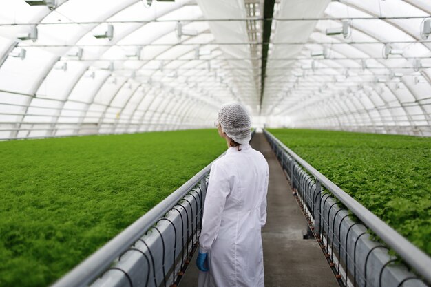 Junior landbouwwetenschappers onderzoeken planten en ziekten in een kas met peterselie