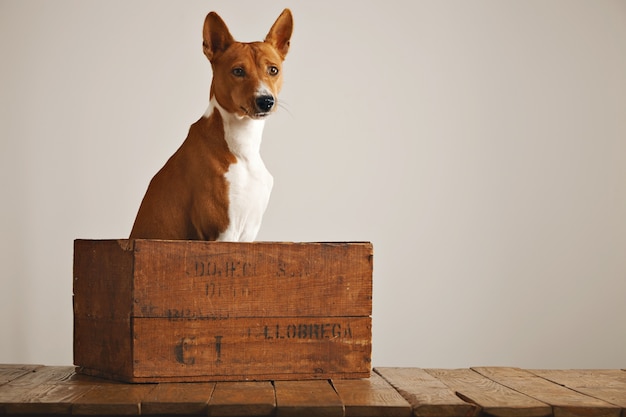 Kalm ontspannen basenji hond rustig zittend in een mooie vintage wijnkist tegen witte muur achtergrond