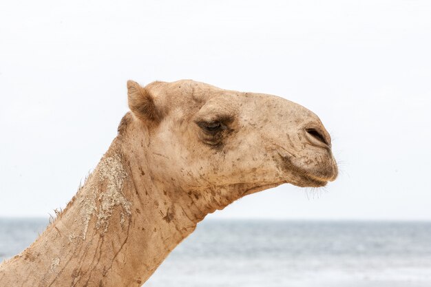 Kameel die bij de oceaankust rust