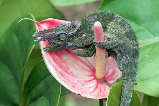 Kameleon fischer close-up op boom kameleon fischer die op twijgen loopt