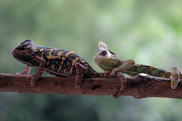 Kameleon gesluierd lopen op tak