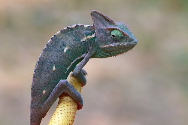 Kameleon gesluierde rady om een close-up van een libeldier te vangen