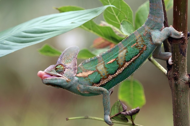 Kameleon gesluierde rady om een libel dier close-up te vangen kameleon gesluierd op tak