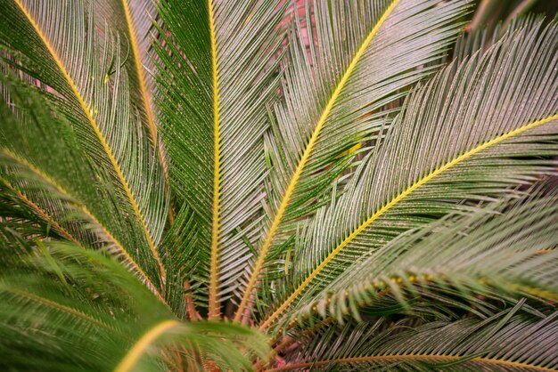 Gravure illustratie van cycas palm | Premium Vector