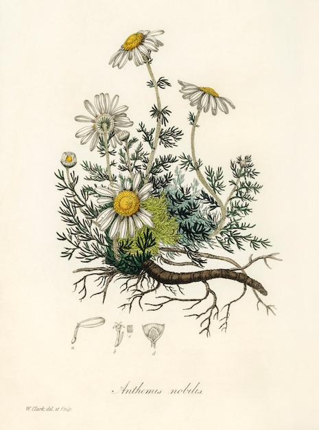 Gratis foto kamille (anthemis nobilis) illustratie van medical botany (1836)