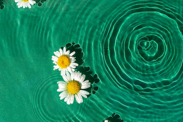 Kamille bloemen op een aquatische groene achtergrond onder zonlicht. bovenaanzicht, plat gelegd.